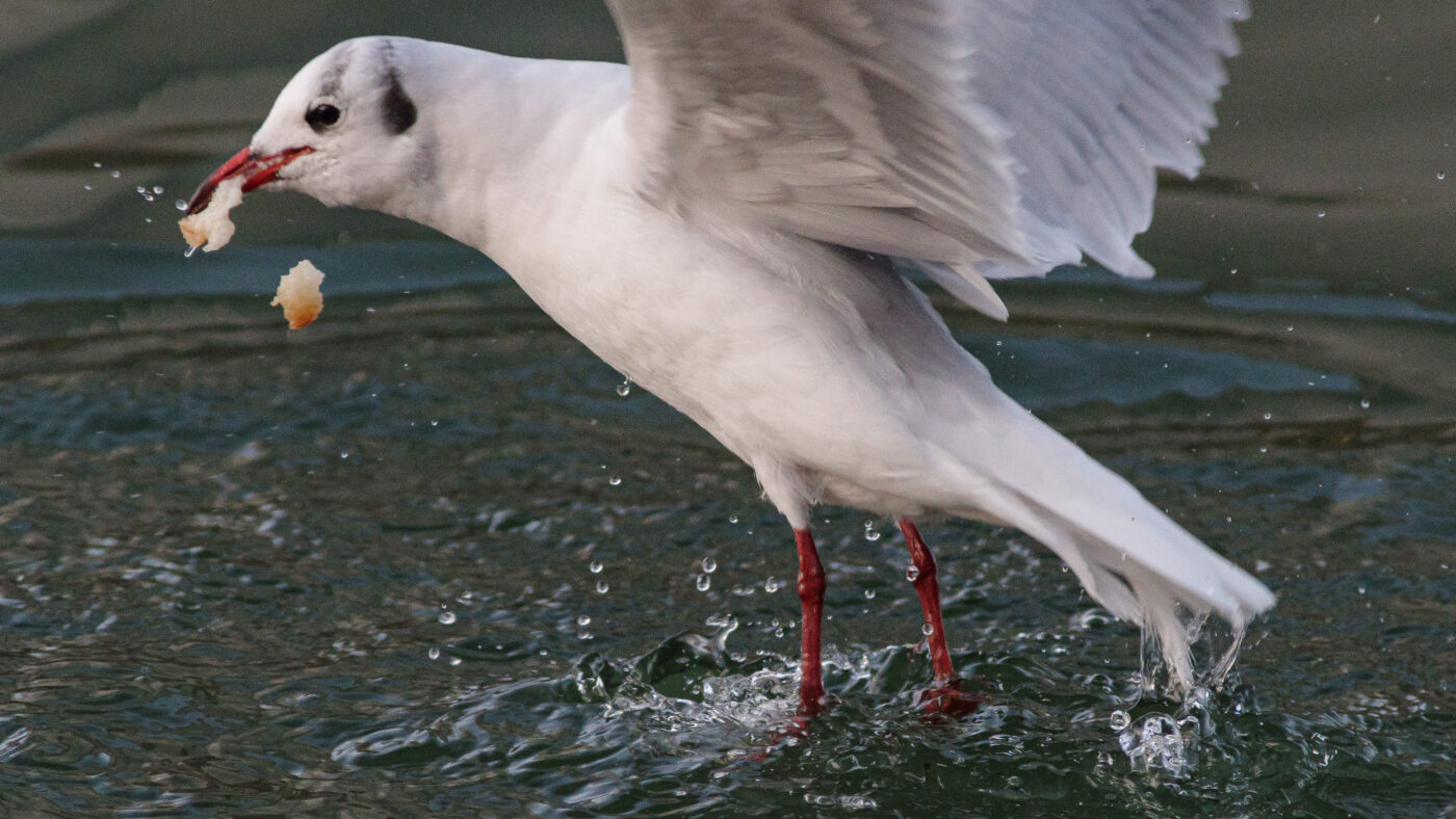 2026-01-11 - Rhein-Herne-Kanal - Kanalufer am Stadthafen