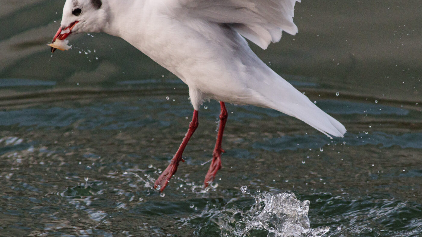 2026-01-11 - Rhein-Herne-Kanal - Kanalufer am Stadthafen
