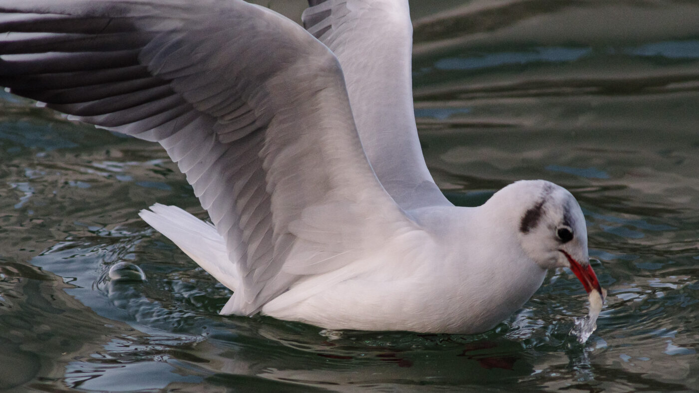 2026-01-11 - Rhein-Herne-Kanal - Kanalufer am Stadthafen