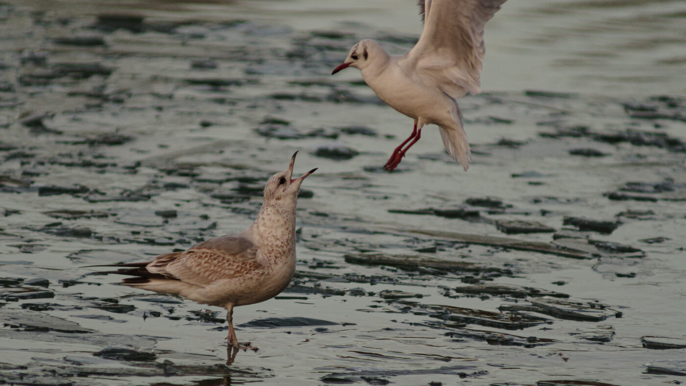 2026-01-11 - Rhein-Herne-Kanal - Kanalufer am Stadthafen