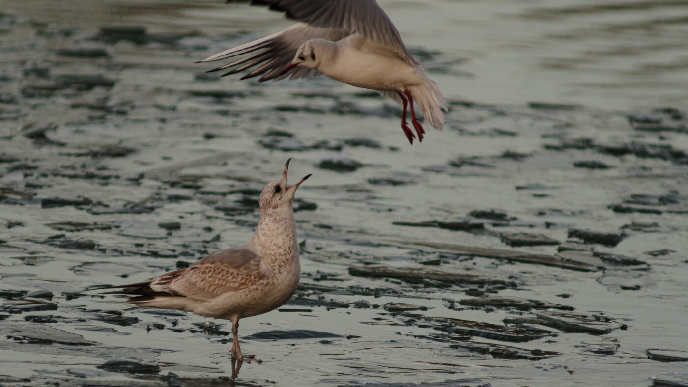 2026-01-11 - Rhein-Herne-Kanal - Kanalufer am Stadthafen