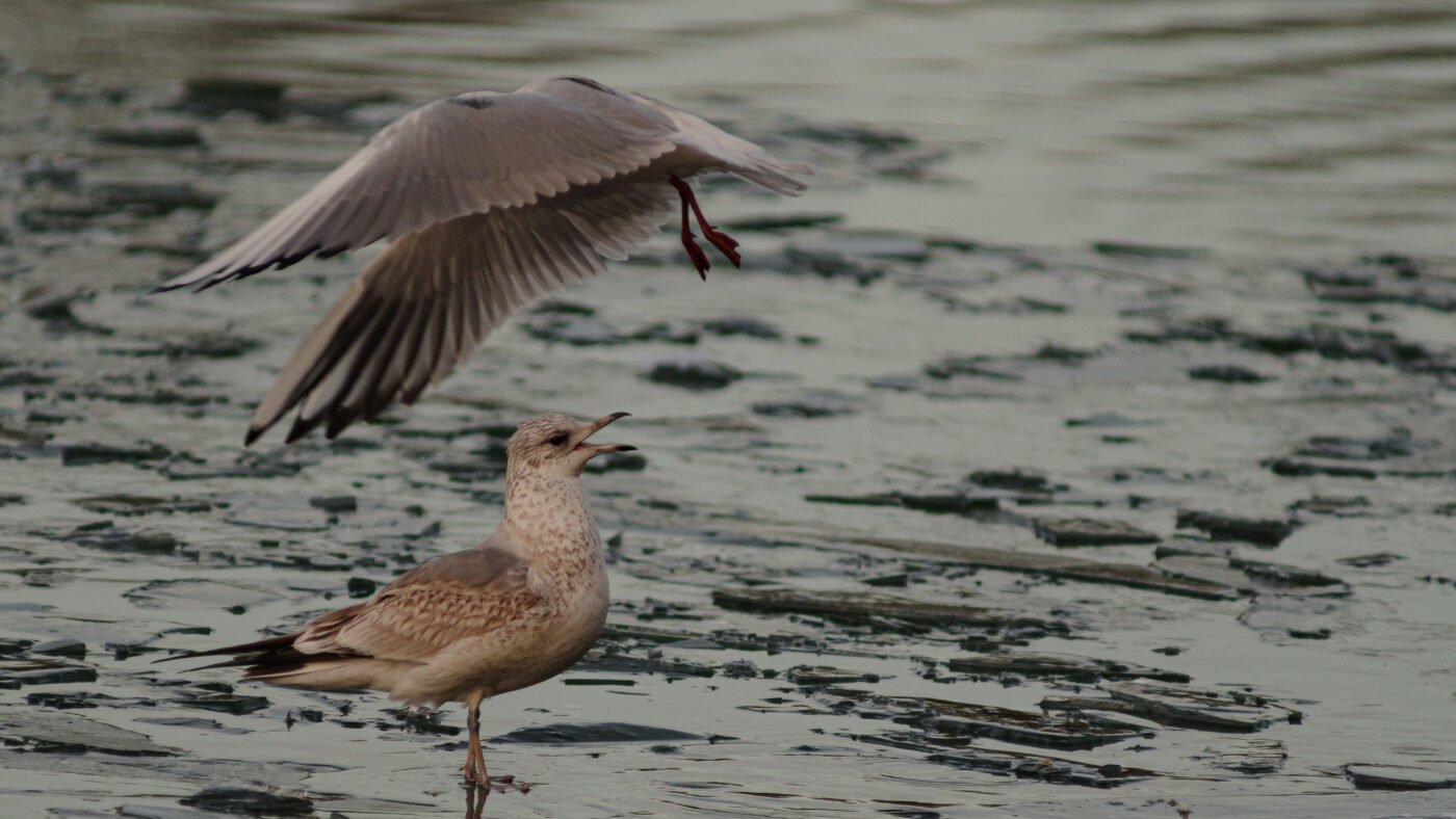 2026-01-11 - Rhein-Herne-Kanal - Kanalufer am Stadthafen