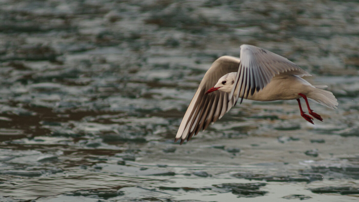 2026-01-11 - Rhein-Herne-Kanal - Kanalufer am Stadthafen