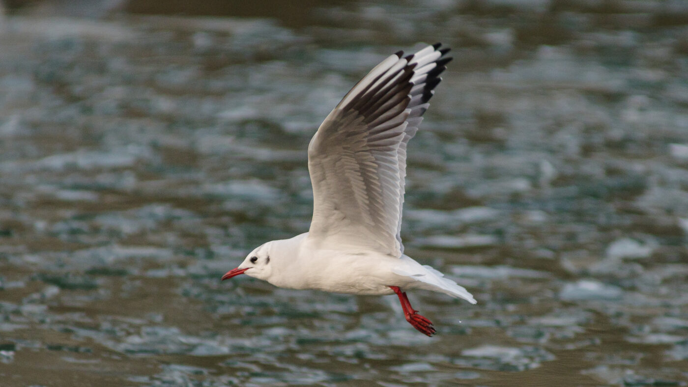 2026-01-11 - Rhein-Herne-Kanal - Kanalufer am Stadthafen