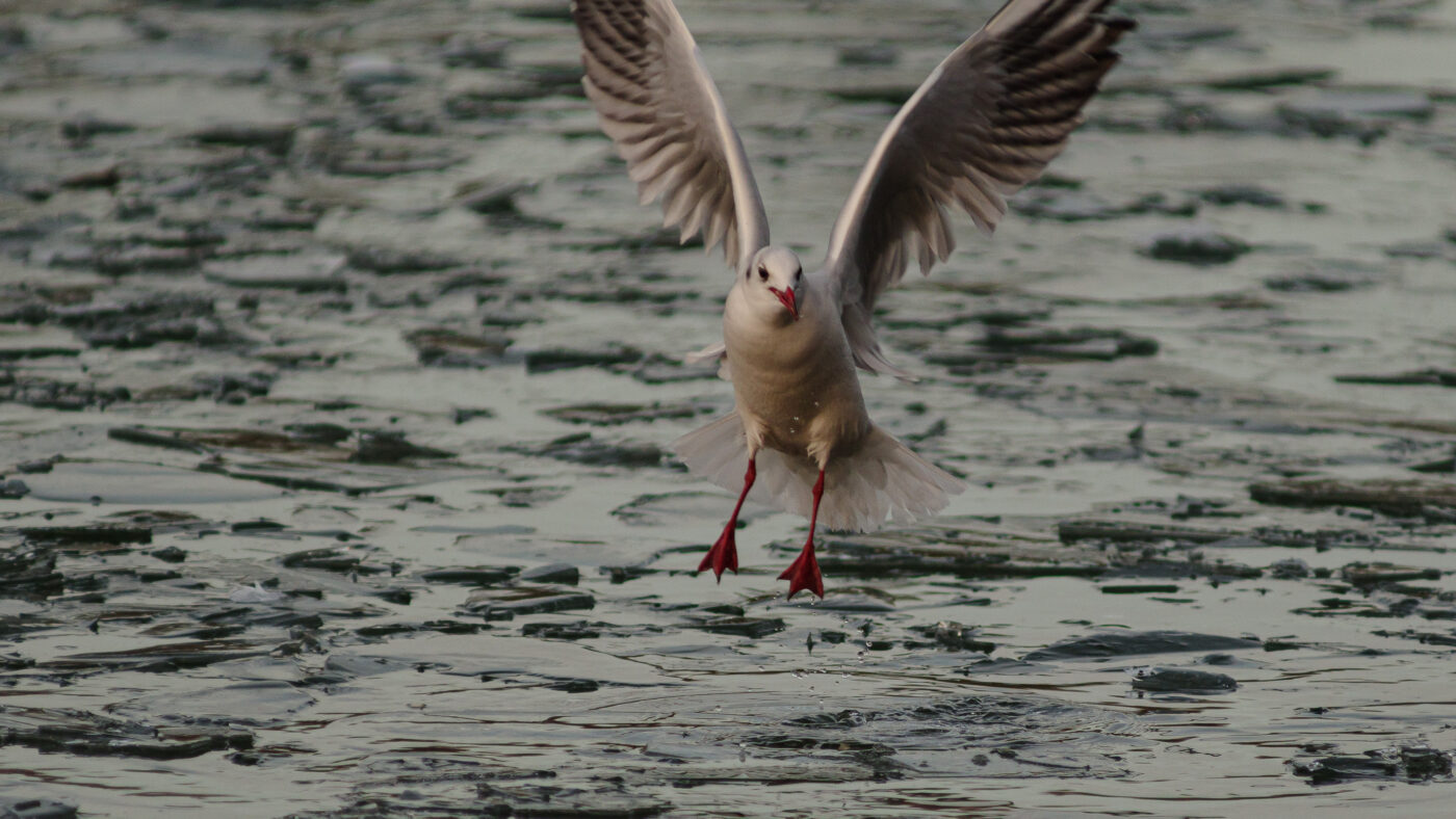 2026-01-11 - Rhein-Herne-Kanal - Kanalufer am Stadthafen