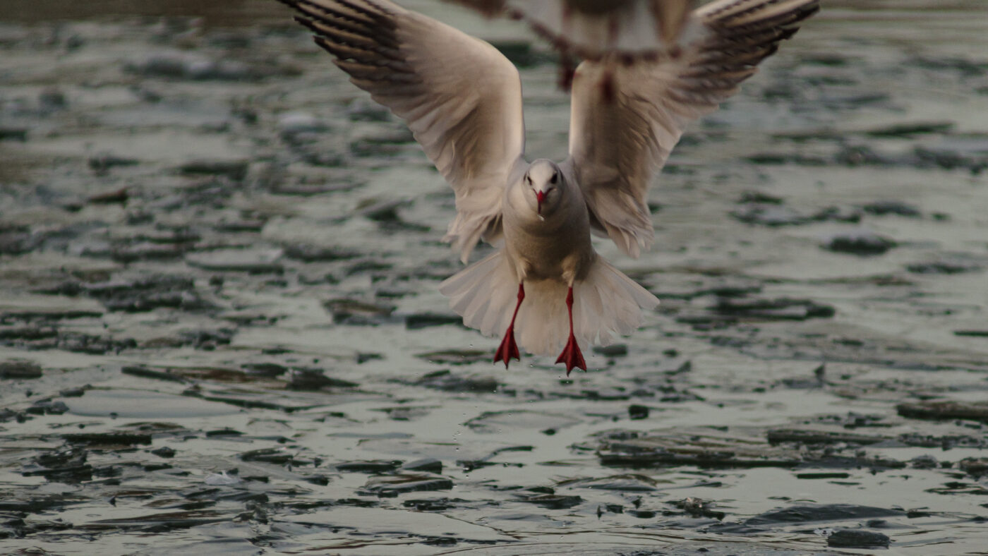 2026-01-11 - Rhein-Herne-Kanal - Kanalufer am Stadthafen