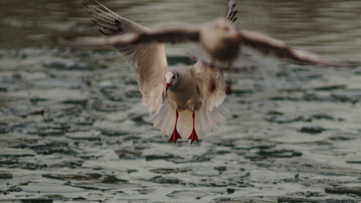2026-01-11 - Rhein-Herne-Kanal - Kanalufer am Stadthafen