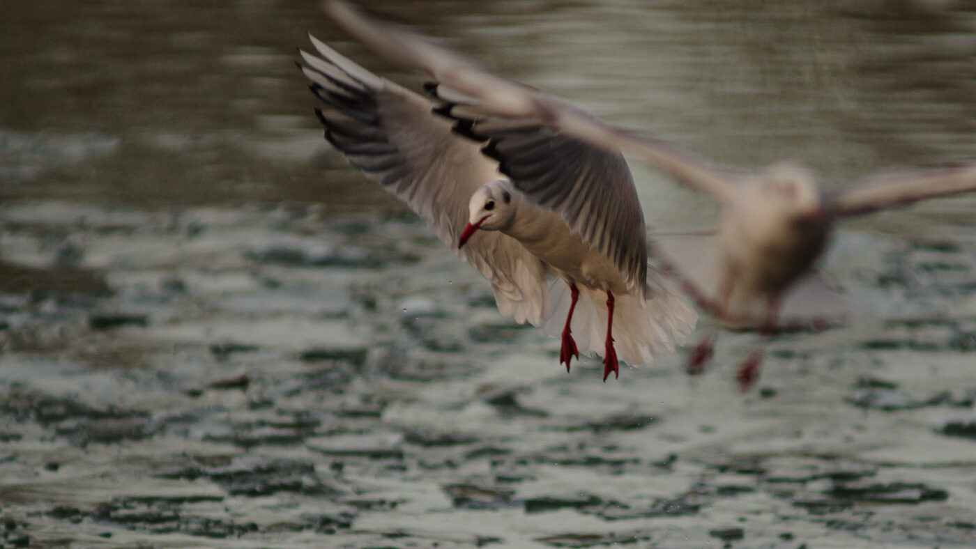 2026-01-11 - Rhein-Herne-Kanal - Kanalufer am Stadthafen