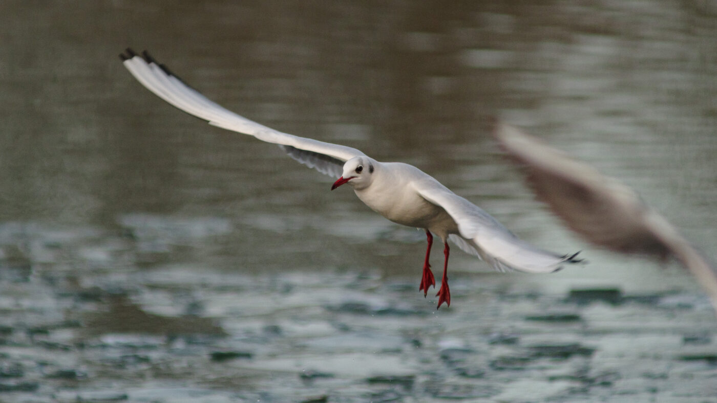 2026-01-11 - Rhein-Herne-Kanal - Kanalufer am Stadthafen