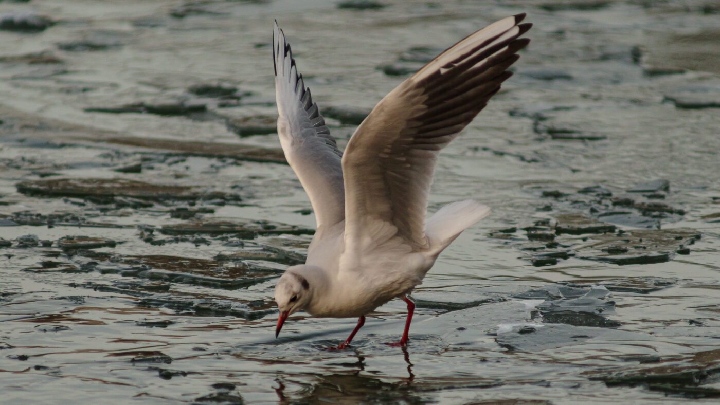 2026-01-11 - Rhein-Herne-Kanal - Kanalufer am Stadthafen