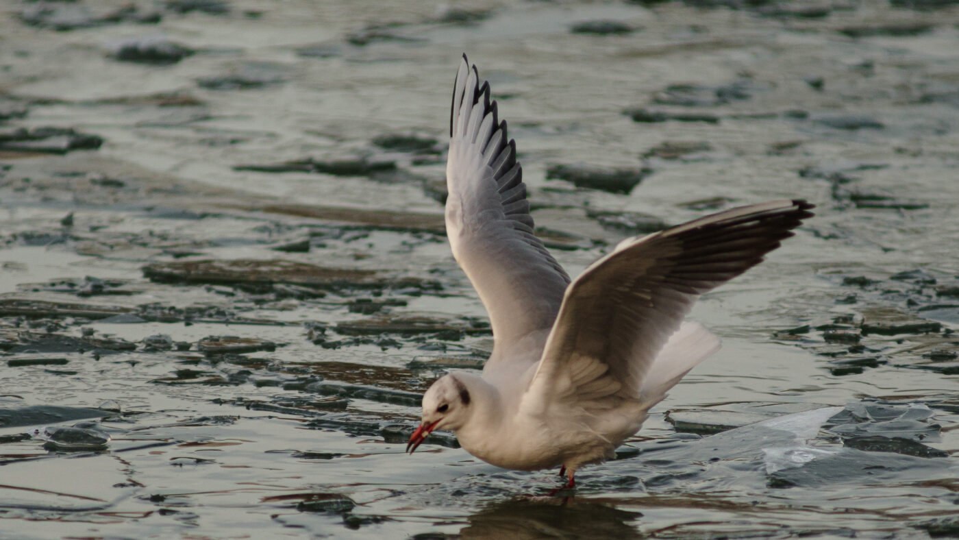 2026-01-11 - Rhein-Herne-Kanal - Kanalufer am Stadthafen
