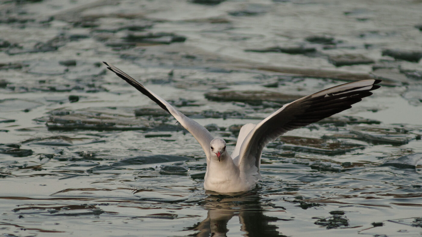 2026-01-11 - Rhein-Herne-Kanal - Kanalufer am Stadthafen