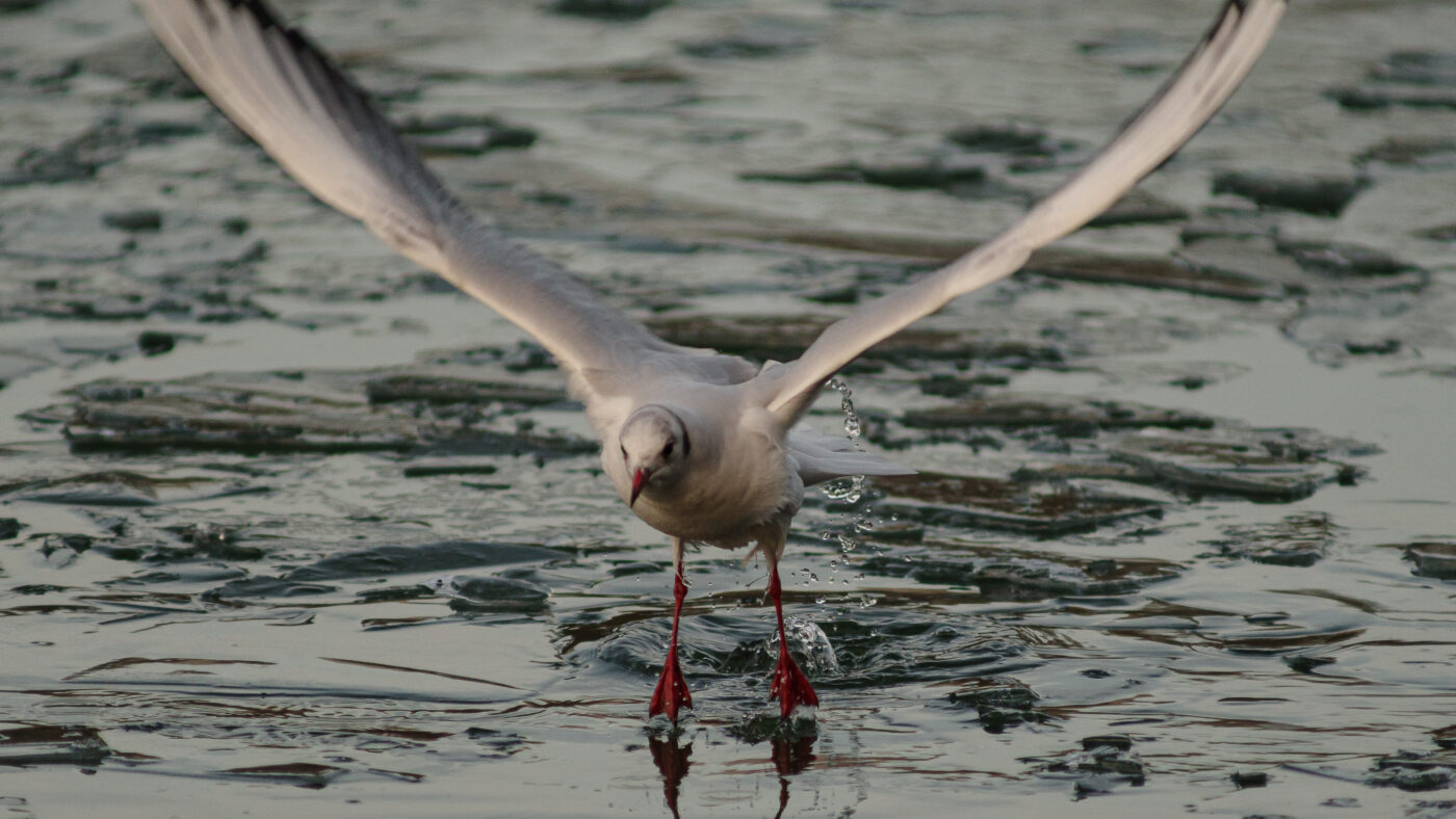 2026-01-11 - Rhein-Herne-Kanal - Kanalufer am Stadthafen