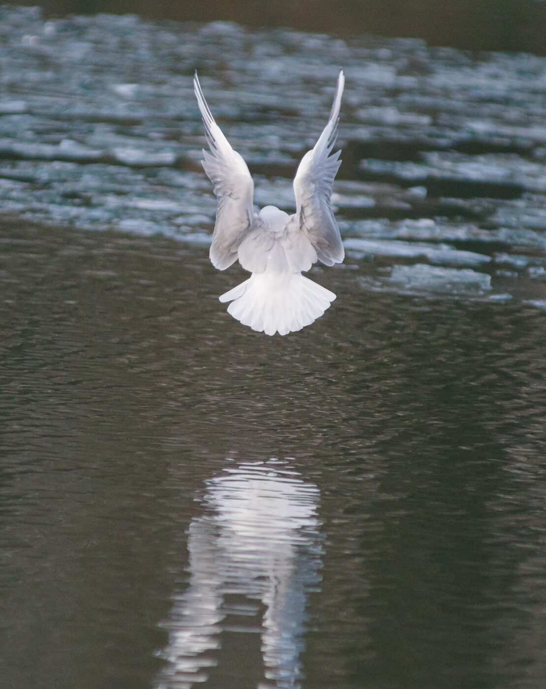 2026-01-11 - Rhein-Herne-Kanal - Kanalufer am Stadthafen