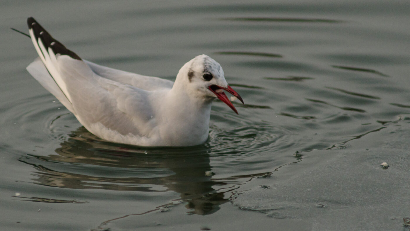 2026-01-11 - Rhein-Herne-Kanal - Kanalufer am Stadthafen