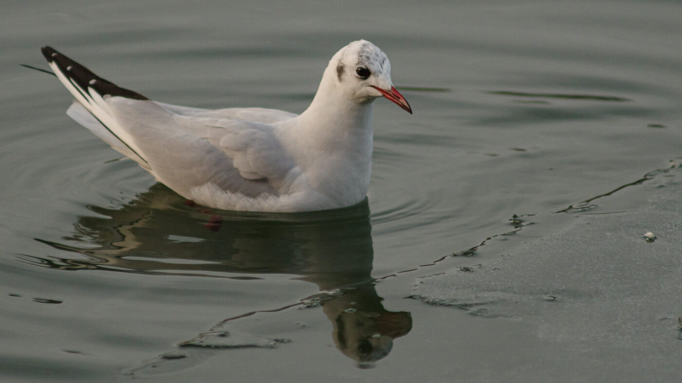 2026-01-11 - Rhein-Herne-Kanal - Kanalufer am Stadthafen