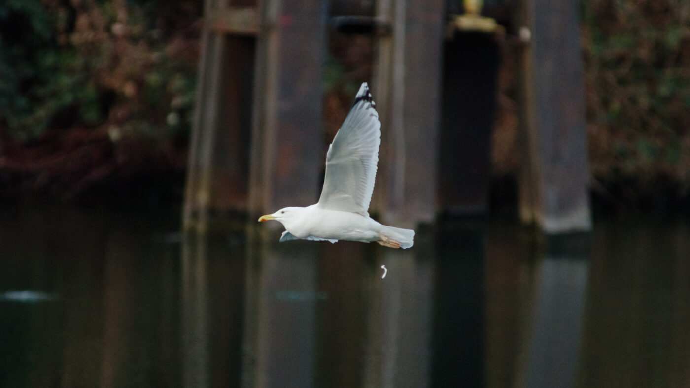 2026-01-11 - Rhein-Herne-Kanal - Kanalufer am Stadthafen
