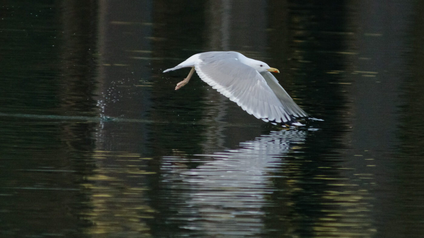 2026-01-11 - Rhein-Herne-Kanal - Kanalufer am Stadthafen