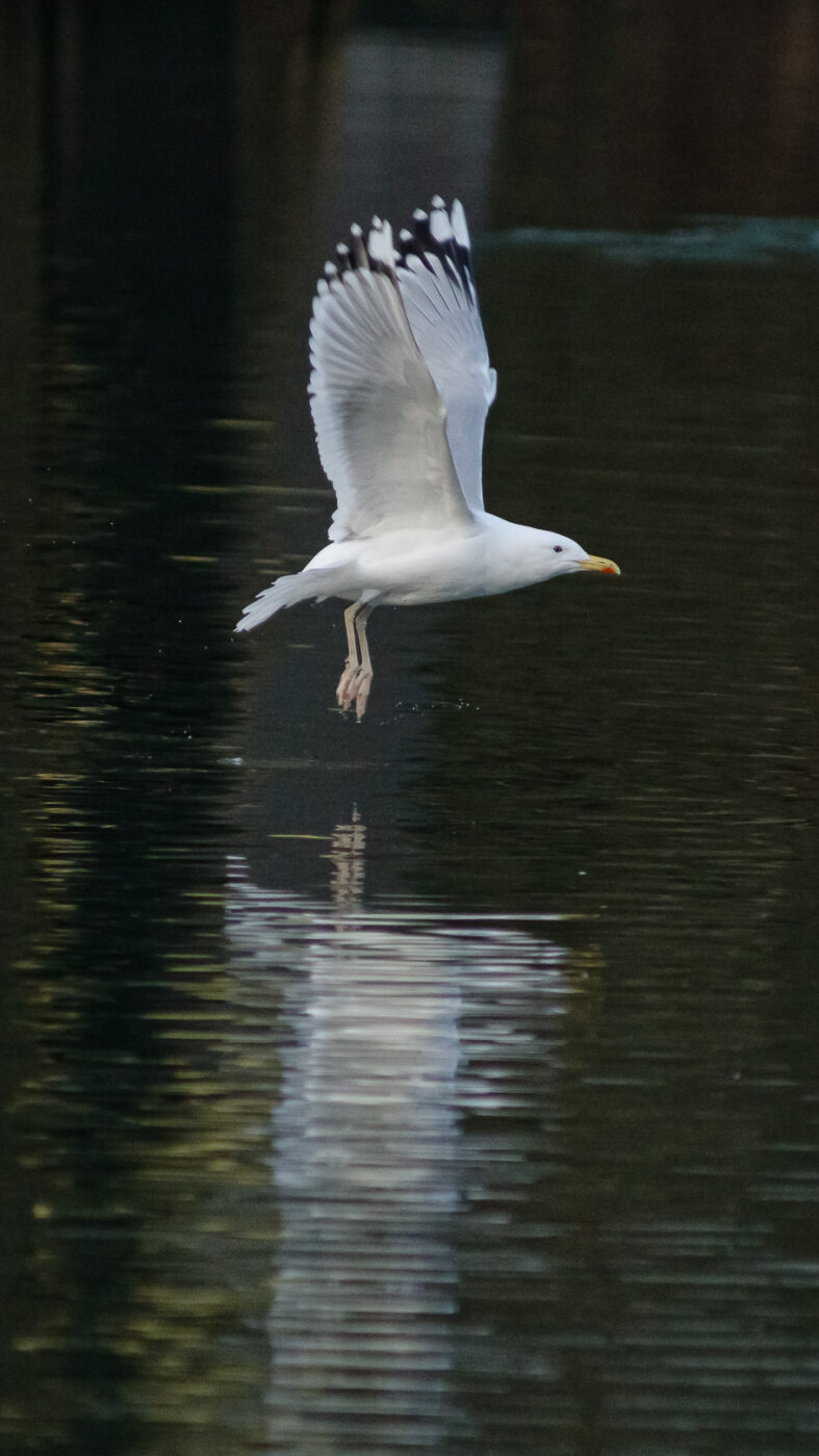 2026-01-11 - Rhein-Herne-Kanal - Kanalufer am Stadthafen