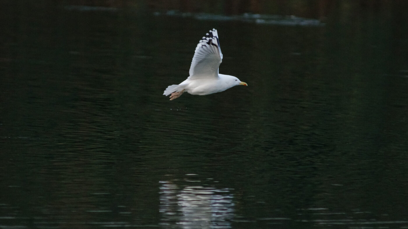 2026-01-11 - Rhein-Herne-Kanal - Kanalufer am Stadthafen