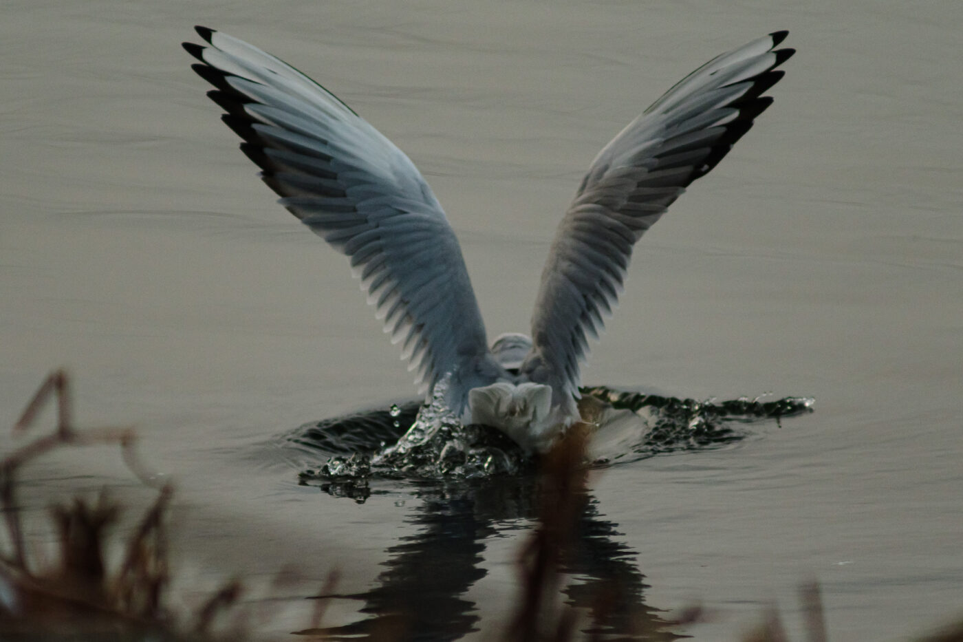 2026-01-11 - Rhein-Herne-Kanal - Kanalufer am Stadthafen