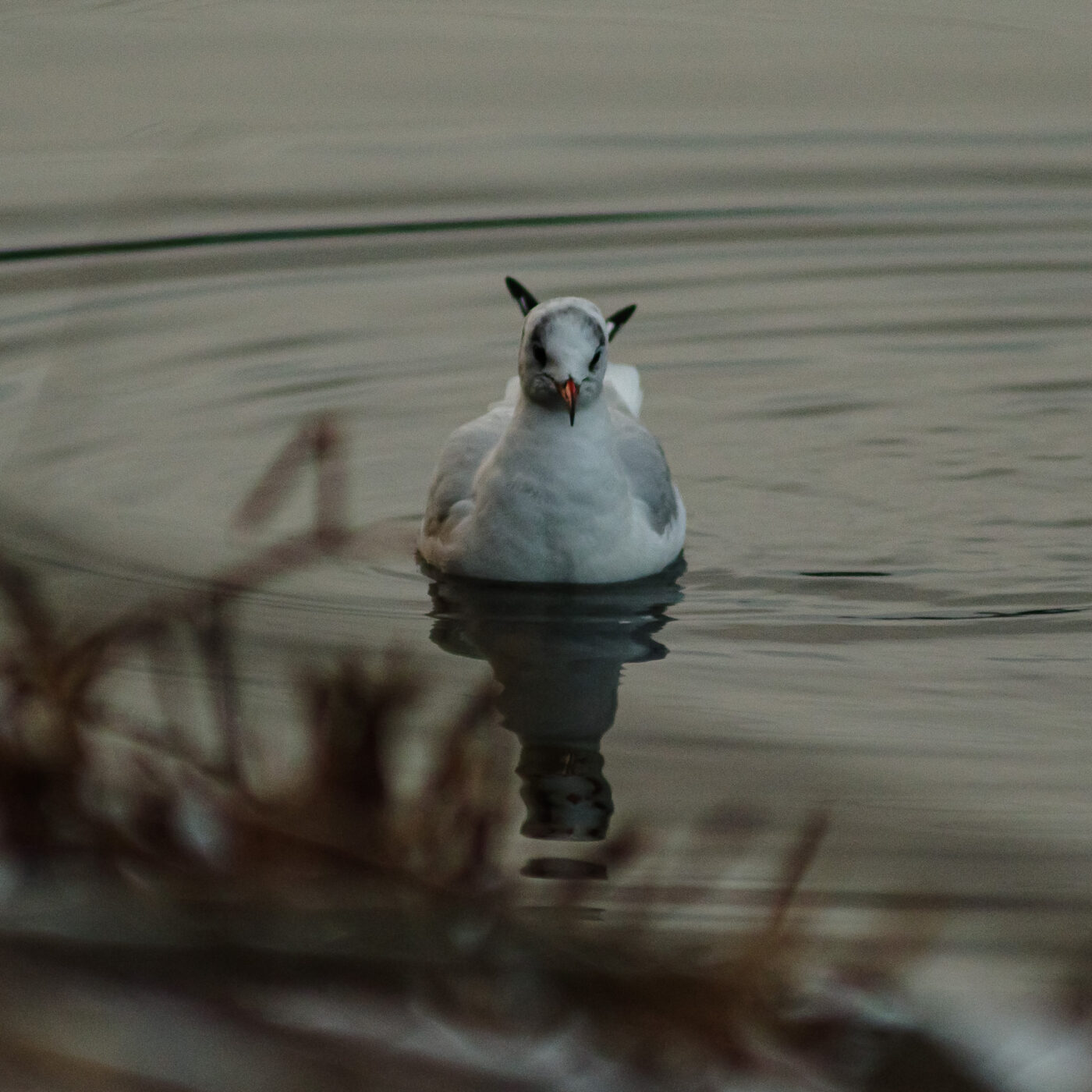 2026-01-11 - Rhein-Herne-Kanal - Kanalufer am Stadthafen