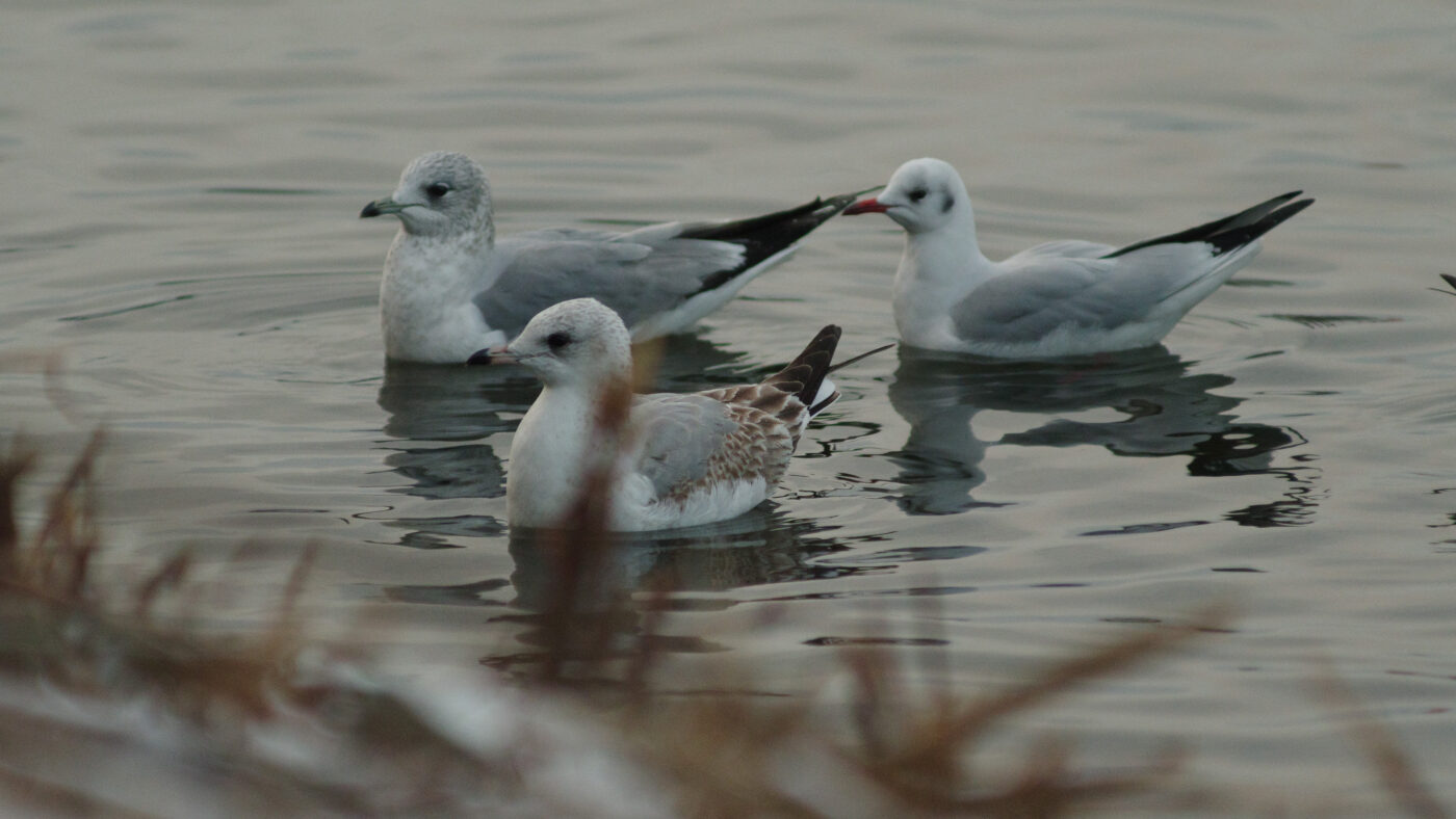 2026-01-11 - Rhein-Herne-Kanal - Kanalufer am Stadthafen
