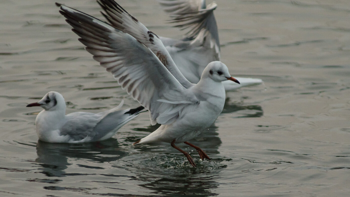 2026-01-11 - Rhein-Herne-Kanal - Kanalufer am Stadthafen