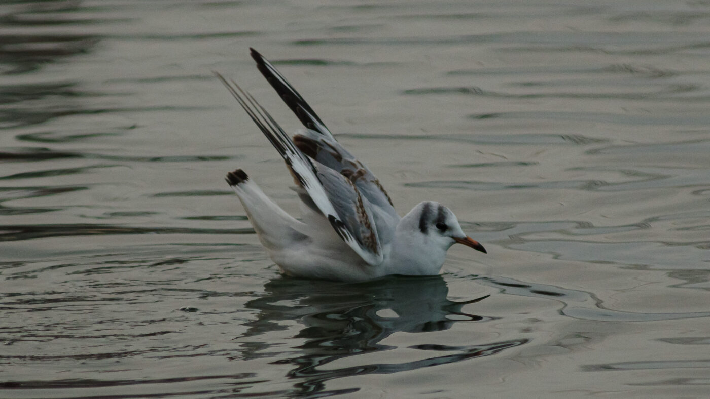 2026-01-11 - Rhein-Herne-Kanal - Kanalufer am Stadthafen