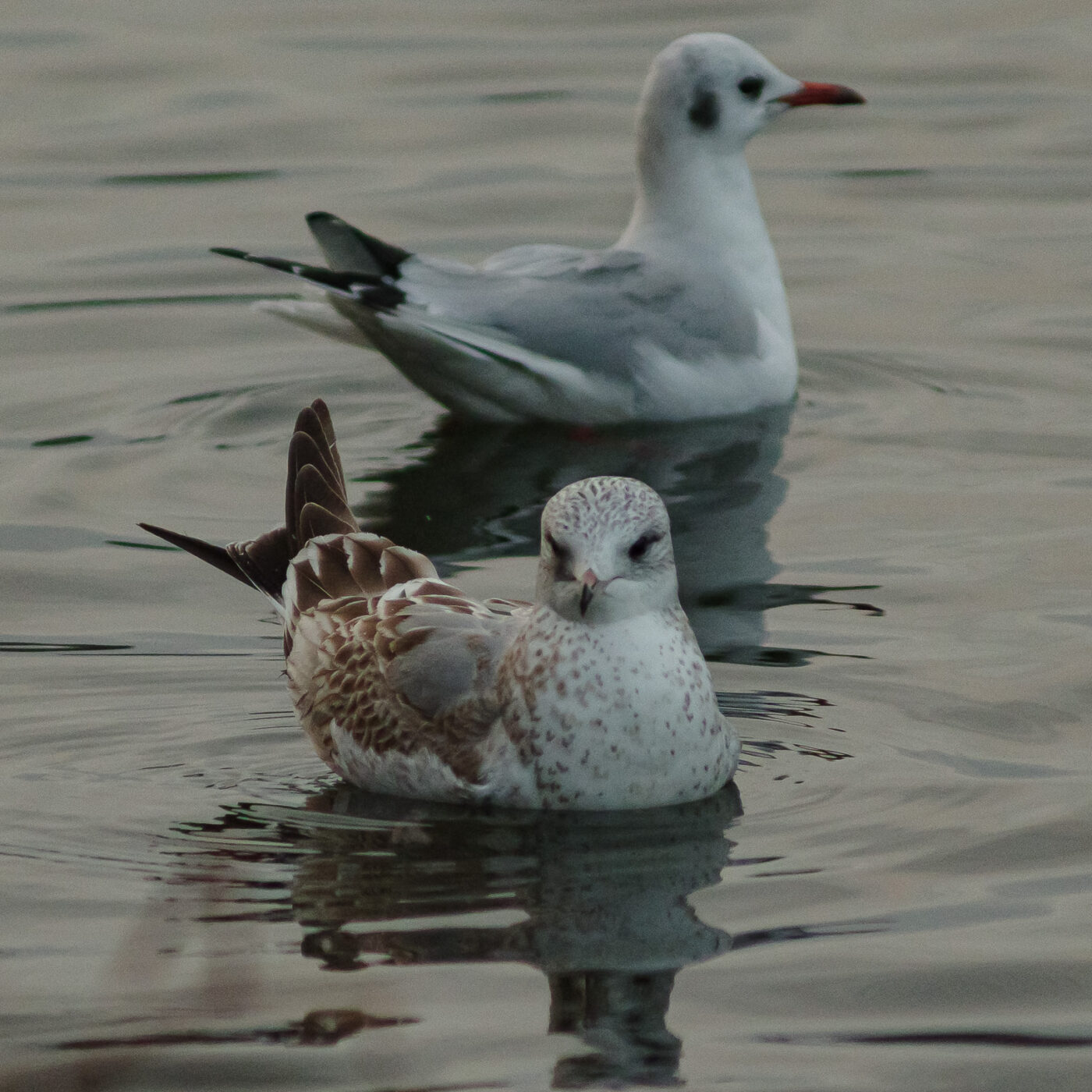 2026-01-11 - Rhein-Herne-Kanal - Kanalufer am Stadthafen