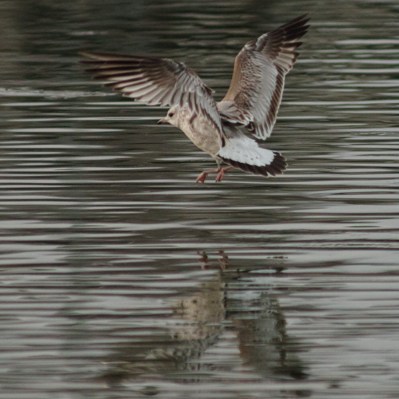 2026-01-11 - Rhein-Herne-Kanal - Kanalufer am Stadthafen