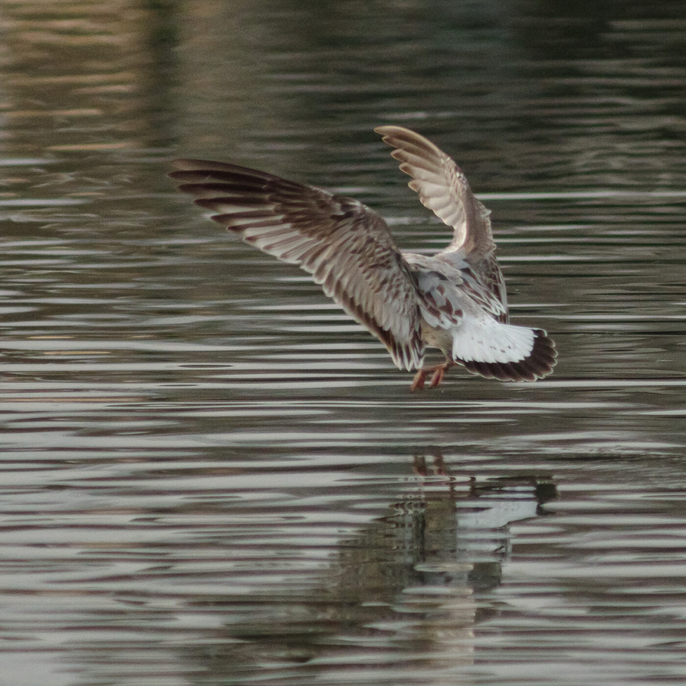 2026-01-11 - Rhein-Herne-Kanal - Kanalufer am Stadthafen