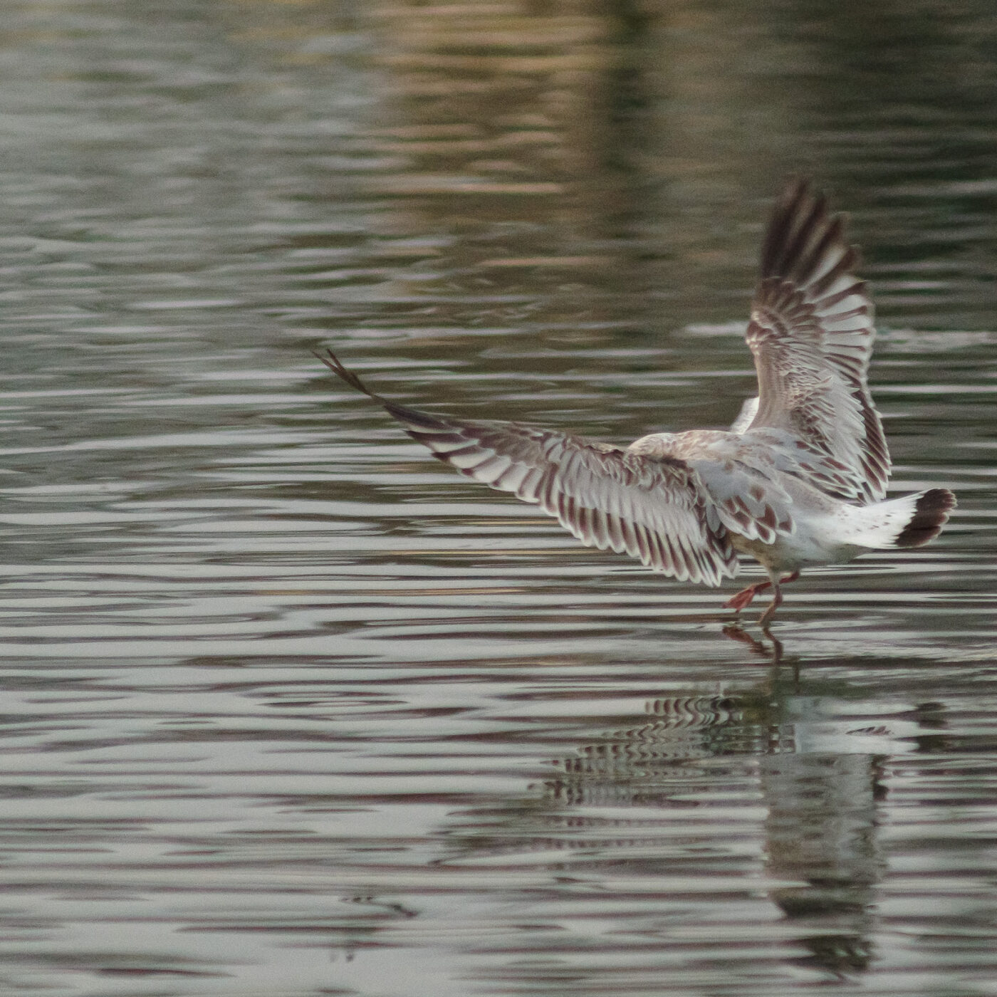 2026-01-11 - Rhein-Herne-Kanal - Kanalufer am Stadthafen