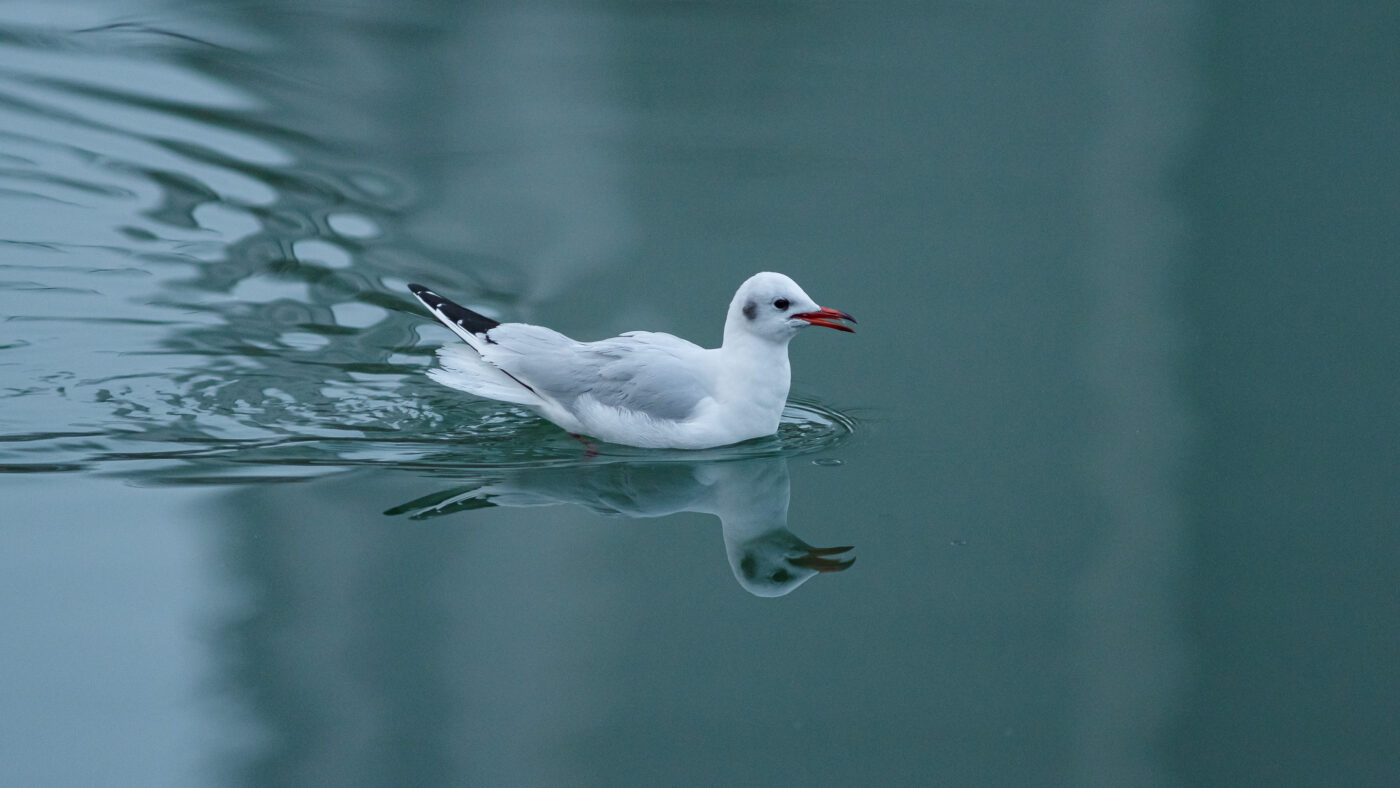 2026-01-11 - Rhein-Herne-Kanal - Kanalufer am Stadthafen