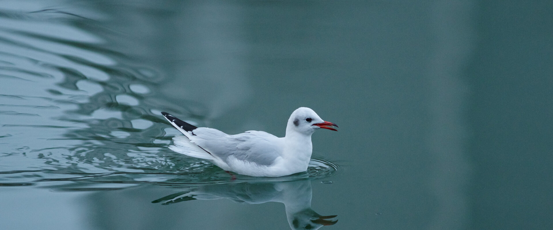 2026-01-11 – Rhein-Herne-Kanal – Winterflugschau