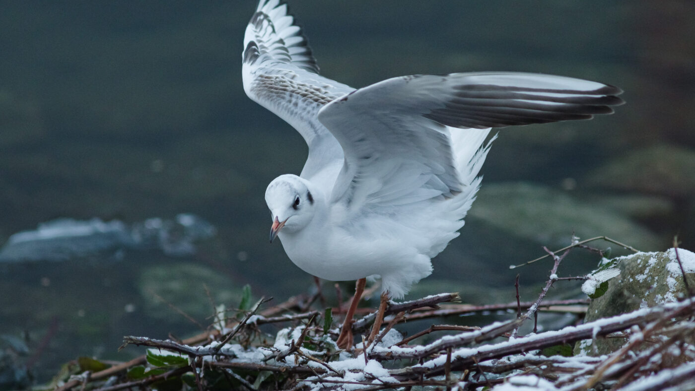 2026-01-11 - Rhein-Herne-Kanal - Kanalufer am Stadthafen