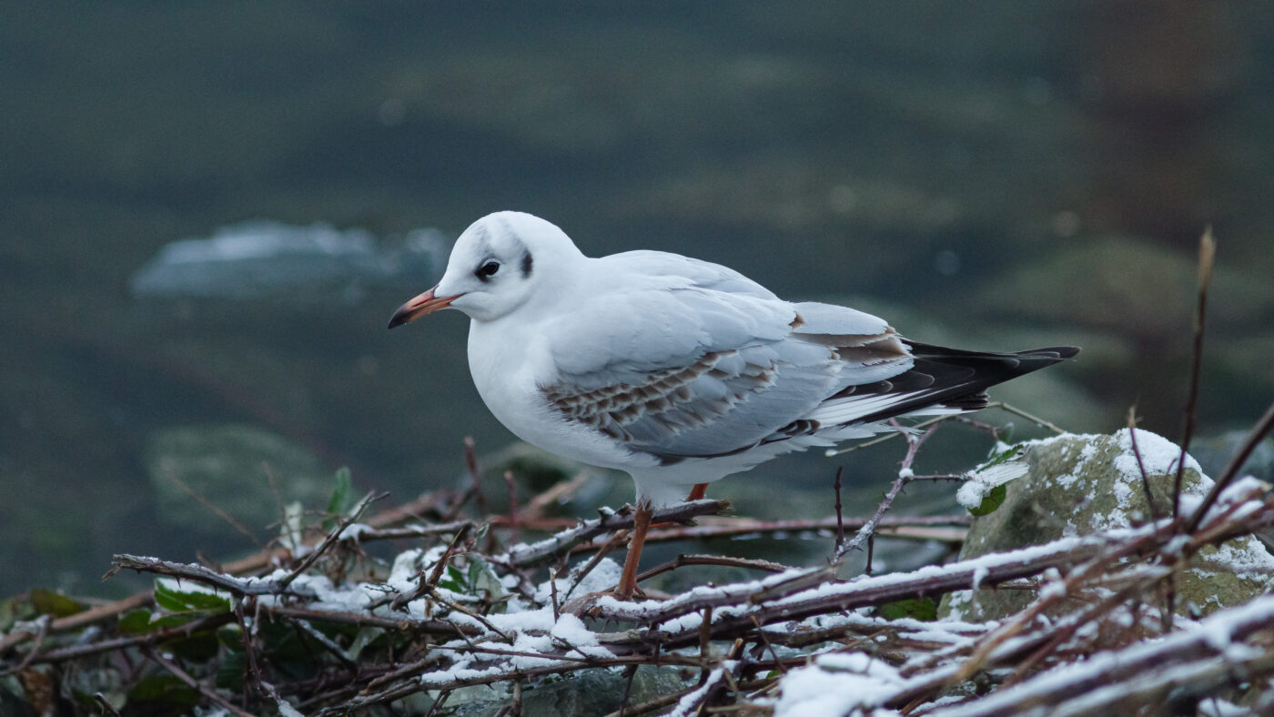 2026-01-11 - Rhein-Herne-Kanal - Kanalufer am Stadthafen