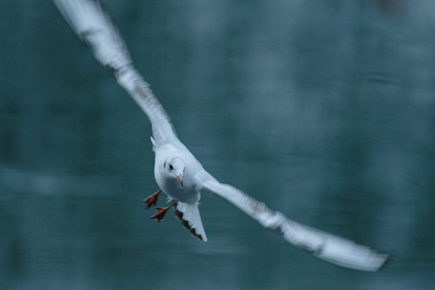 2026-01-11 - Rhein-Herne-Kanal - Kanalufer am Stadthafen