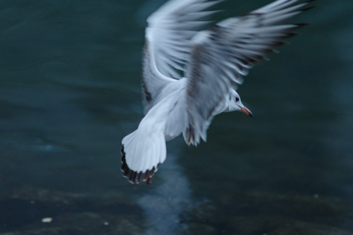 2026-01-11 - Rhein-Herne-Kanal - Kanalufer am Stadthafen