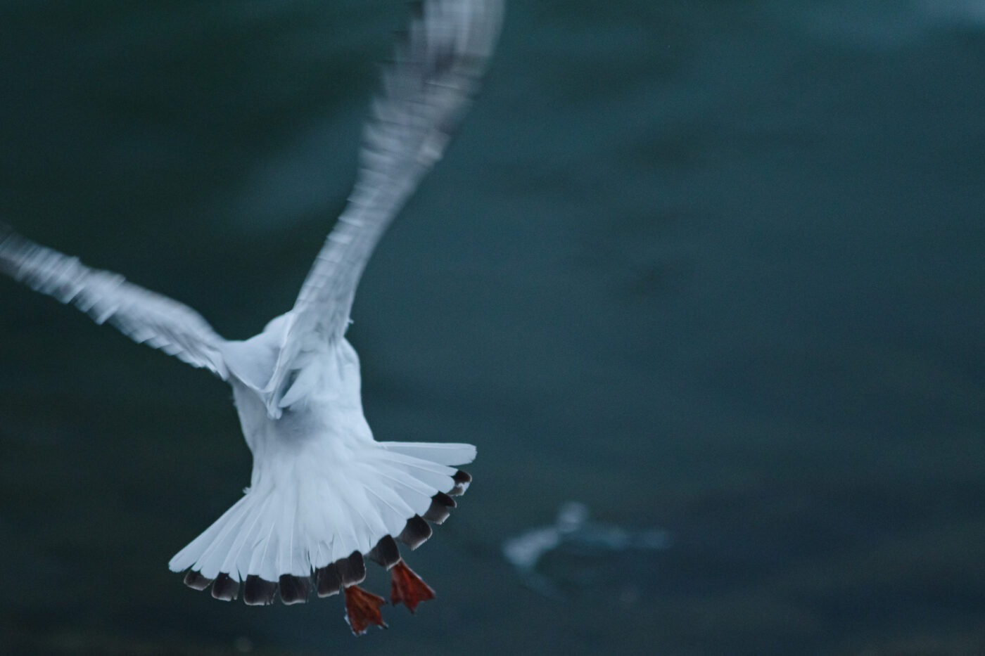 2026-01-11 - Rhein-Herne-Kanal - Kanalufer am Stadthafen