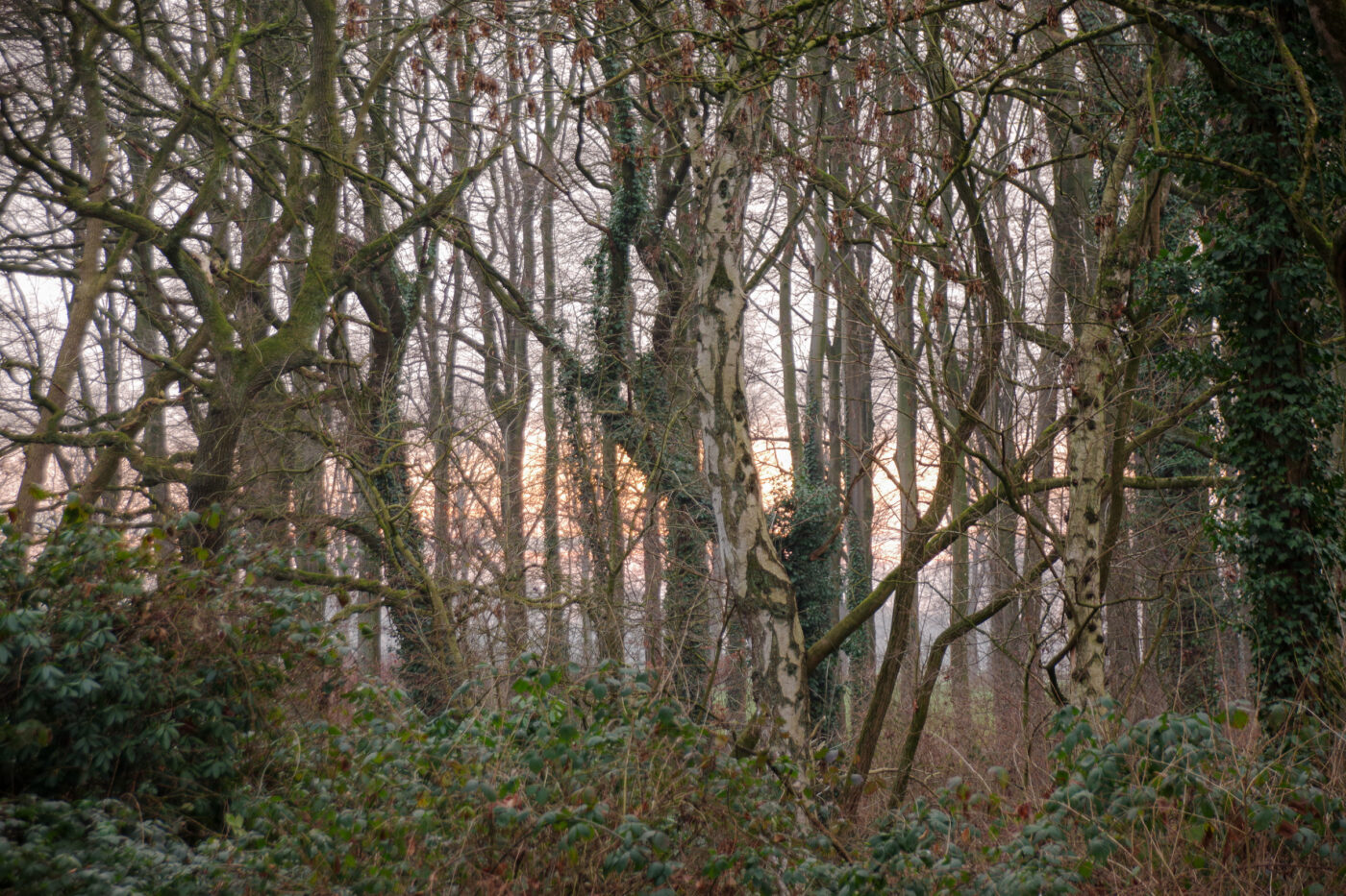 2025-01-25 - NSG Mollbecktal Recklinghausen