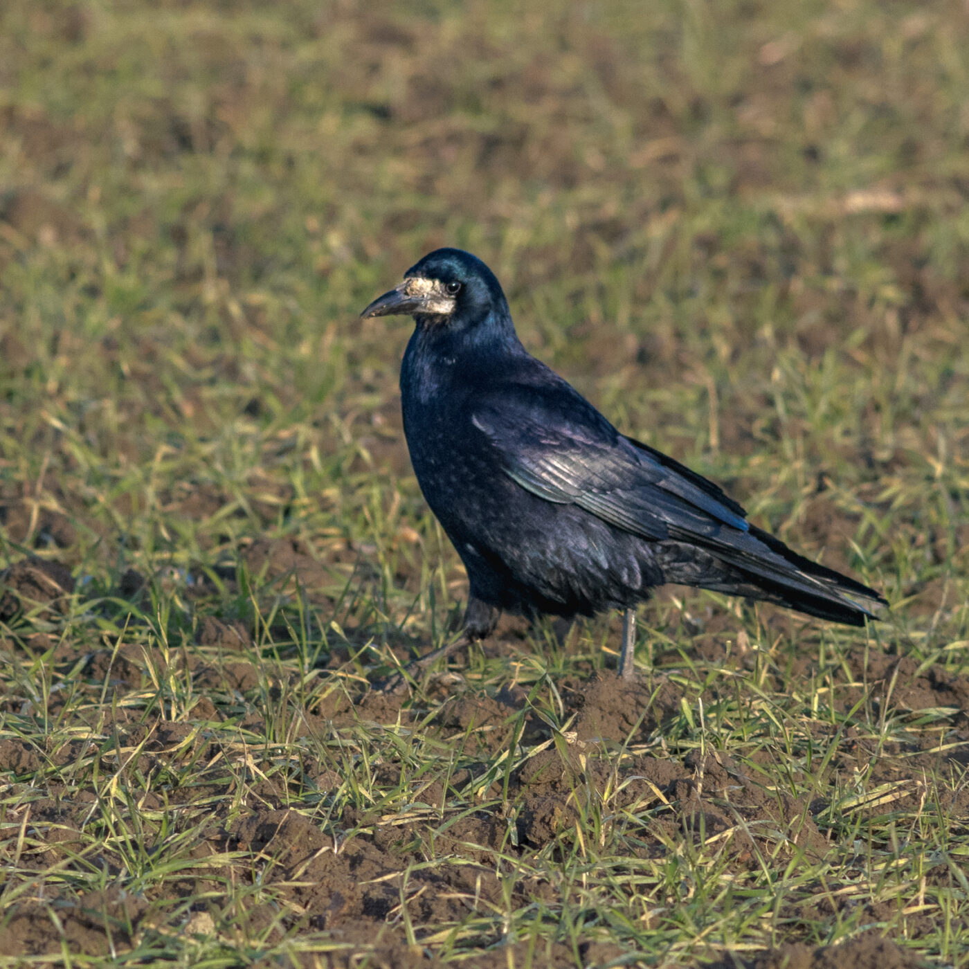 2026-02-04 - REh - Hinsberg