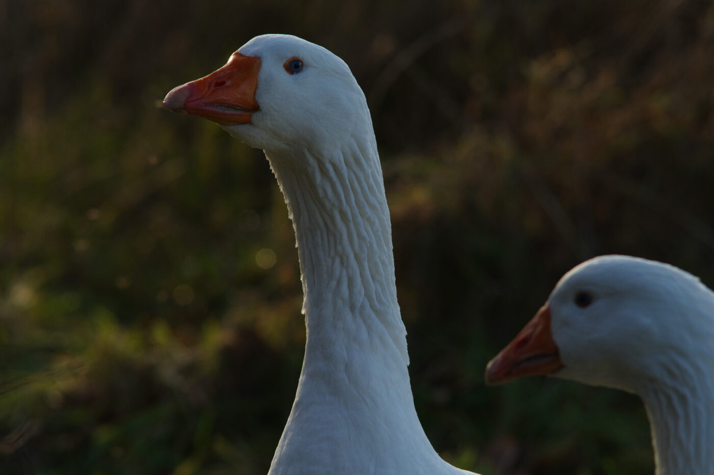 2026-02-04 - REh - Hinsberg