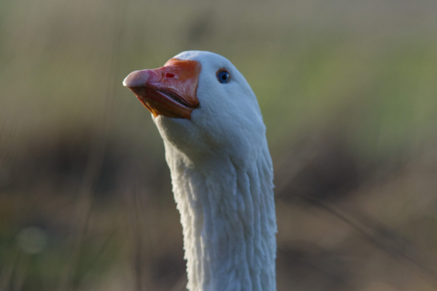2026-02-04 - REh - Hinsberg
