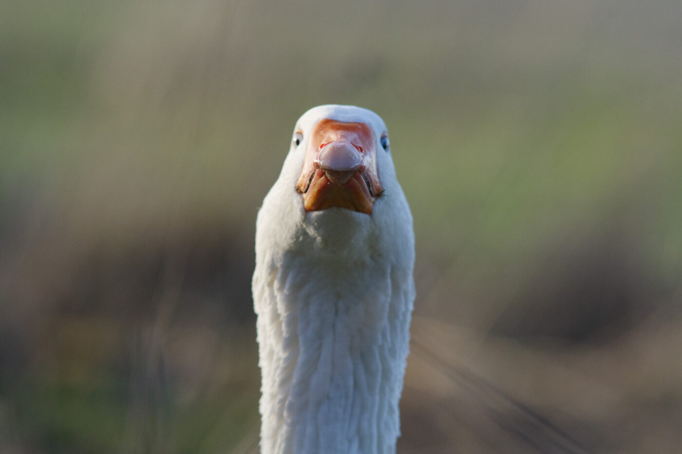 2026-02-04 - REh - Hinsberg