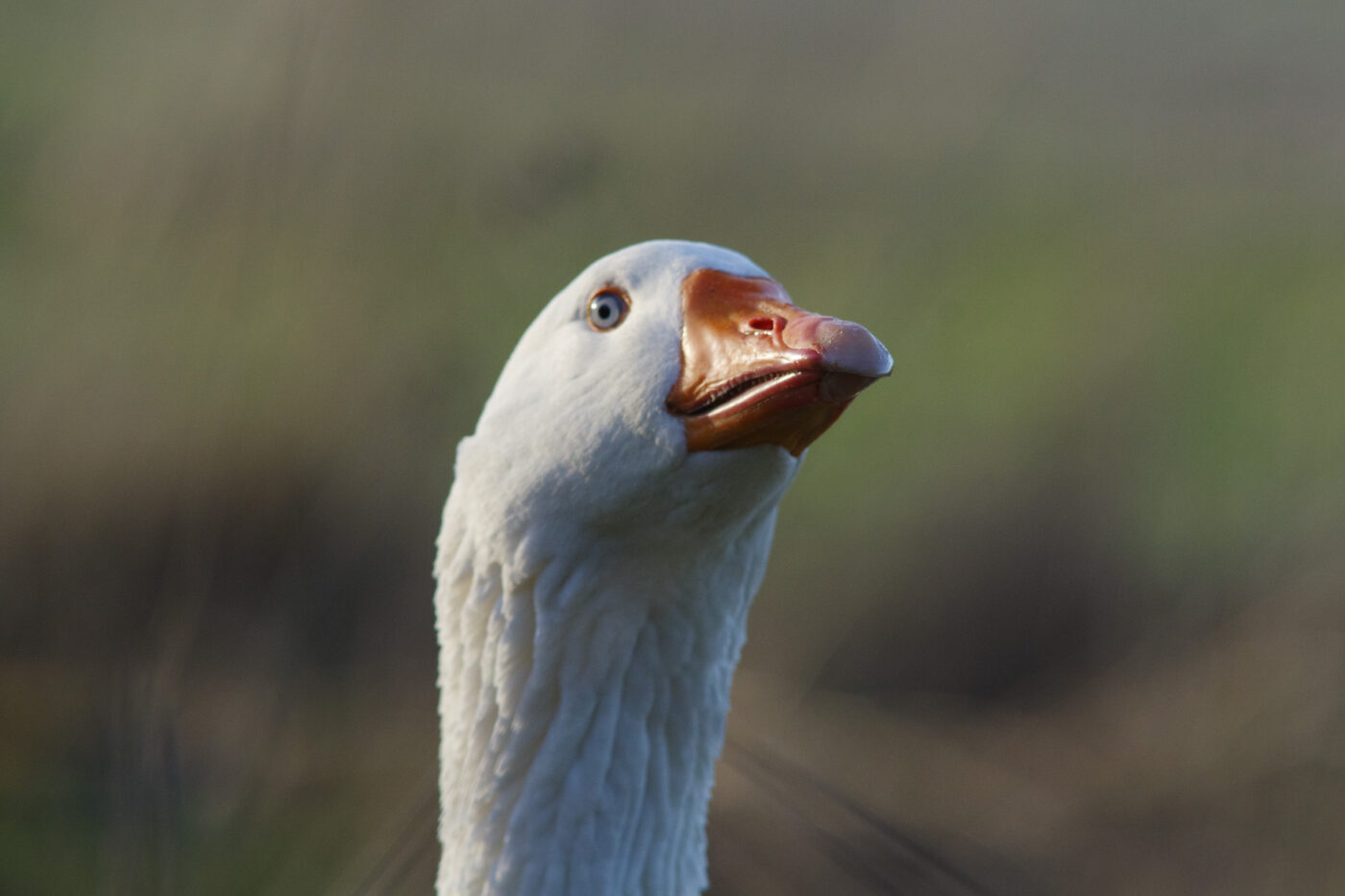 2026-02-04 - REh - Hinsberg