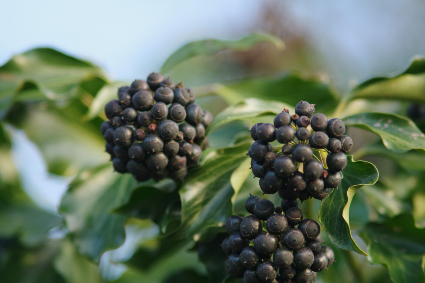 2026-02-04 - REh - Hinsberg