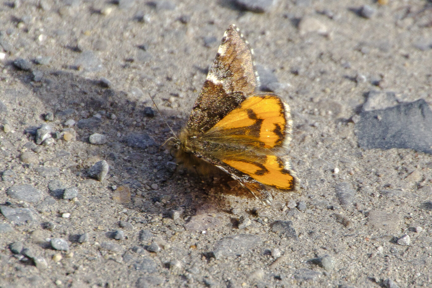 2026-03-06 - Haltern Hullern