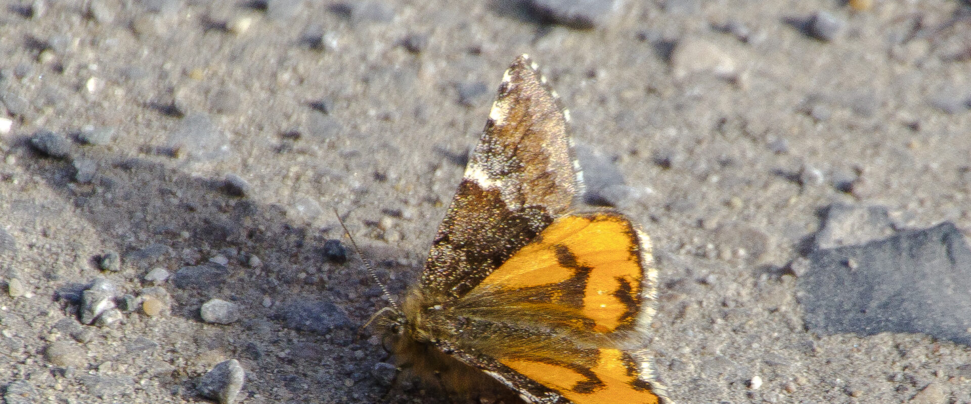 °birken-jungfernkind°