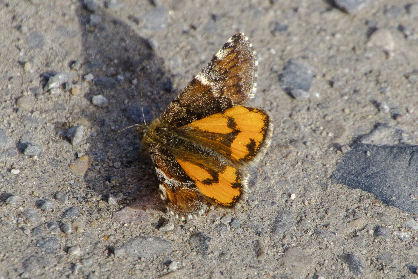 2026-03-06 - Haltern Hullern